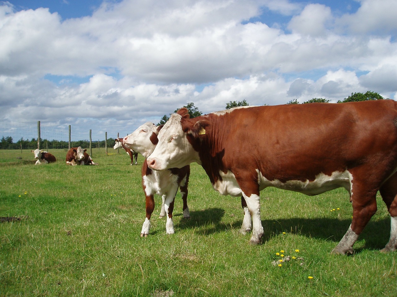 Spotkanie wokół wołowiny rasy Hereford
