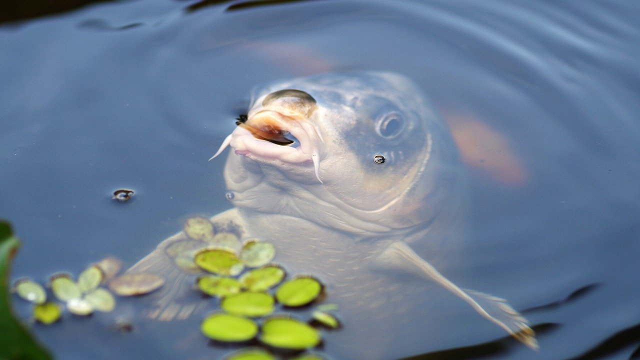 Polski ekologiczny karp