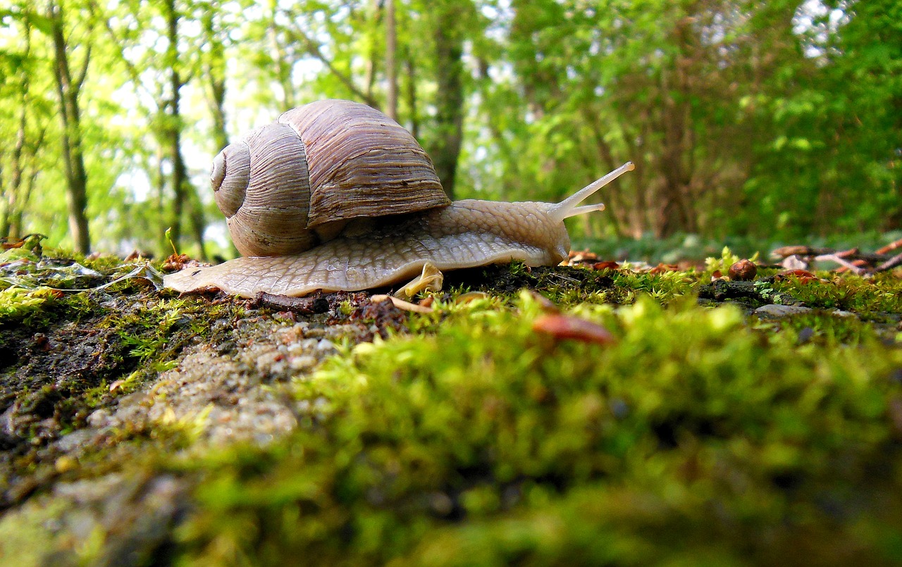24 maja obchodzimy Dzień Ślimaka